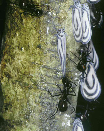 camponotus-gigas-flatidae
